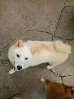 Artic, a male Shiba Inu for sale in Spraggs, PA – 3 of 3