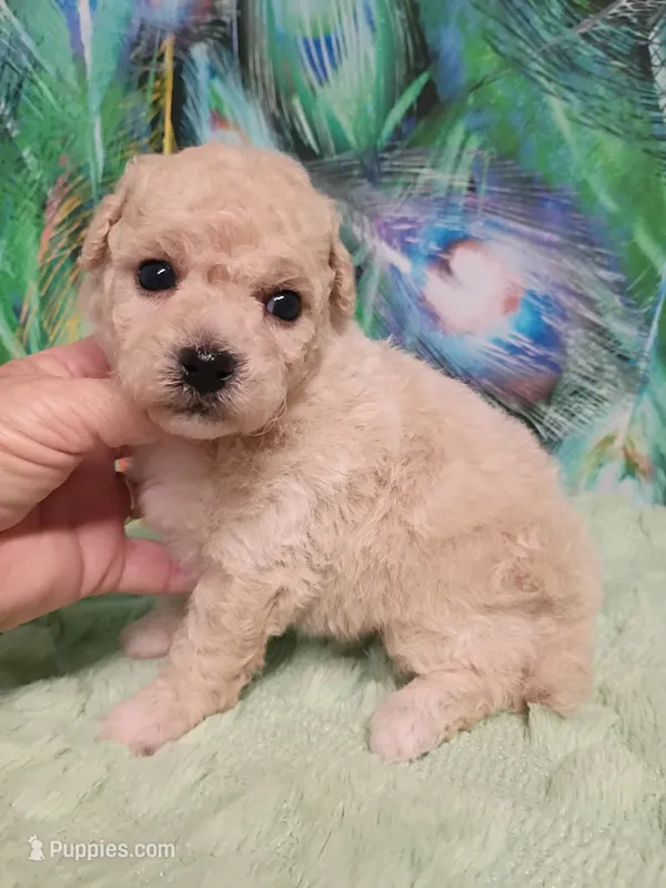 Poo-chon boy – Bichpoo puppy for sale in Spraggs, PA