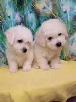 Bichon Boy Ready now !, a male Bichon Frise for sale in Spraggs, PA – 2 of 9