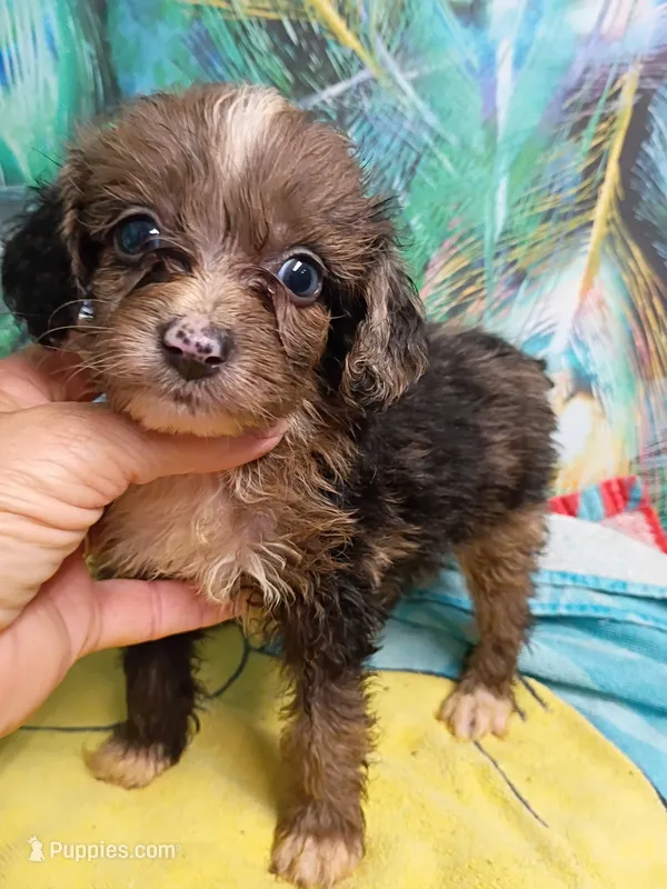 Toy Aussie Doodle girl – Miniature Aussiedoodle puppy for sale in Spraggs, PA