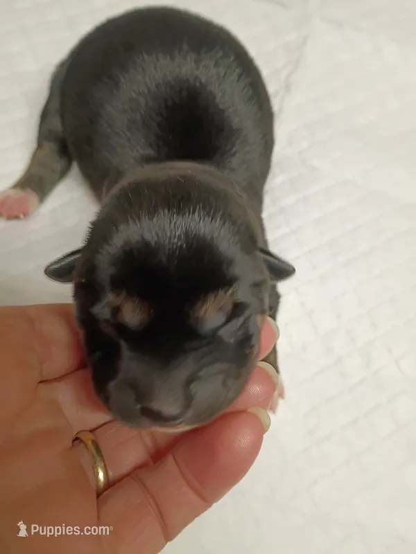 Puppy male – Shiba Inu puppy for sale in Spraggs, PA