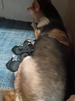 Just Born boy, a male Shiba Inu for sale in Spraggs, PA – 3 of 3
