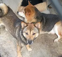 Pregnant , a female Shiba Inu for sale in Spraggs, PA – 4 of 4