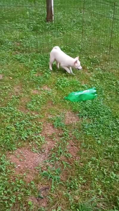 Runt Cream boy reduced , a male Shiba Inu for sale in Spraggs, PA – 8 of 9