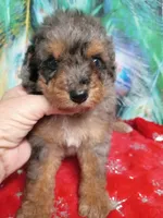 Sweet girl , a female Miniature Aussiedoodle for sale in Spraggs, PA – 6 of 8