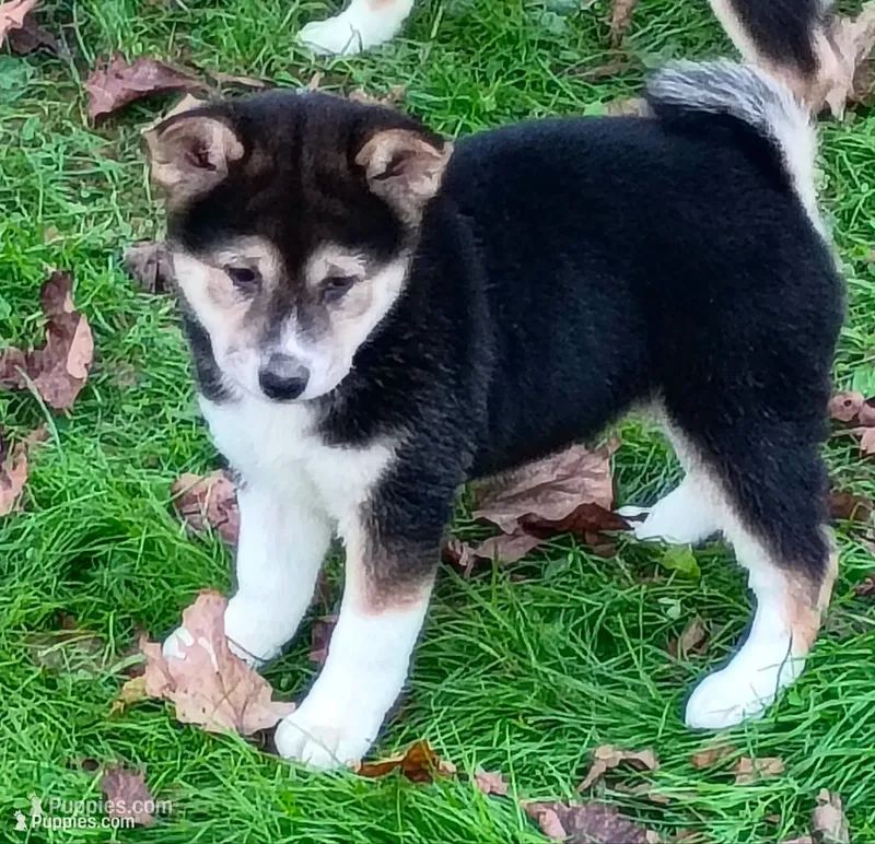 Ready October 20th – Shiba Inu puppy for sale in Spraggs, PA