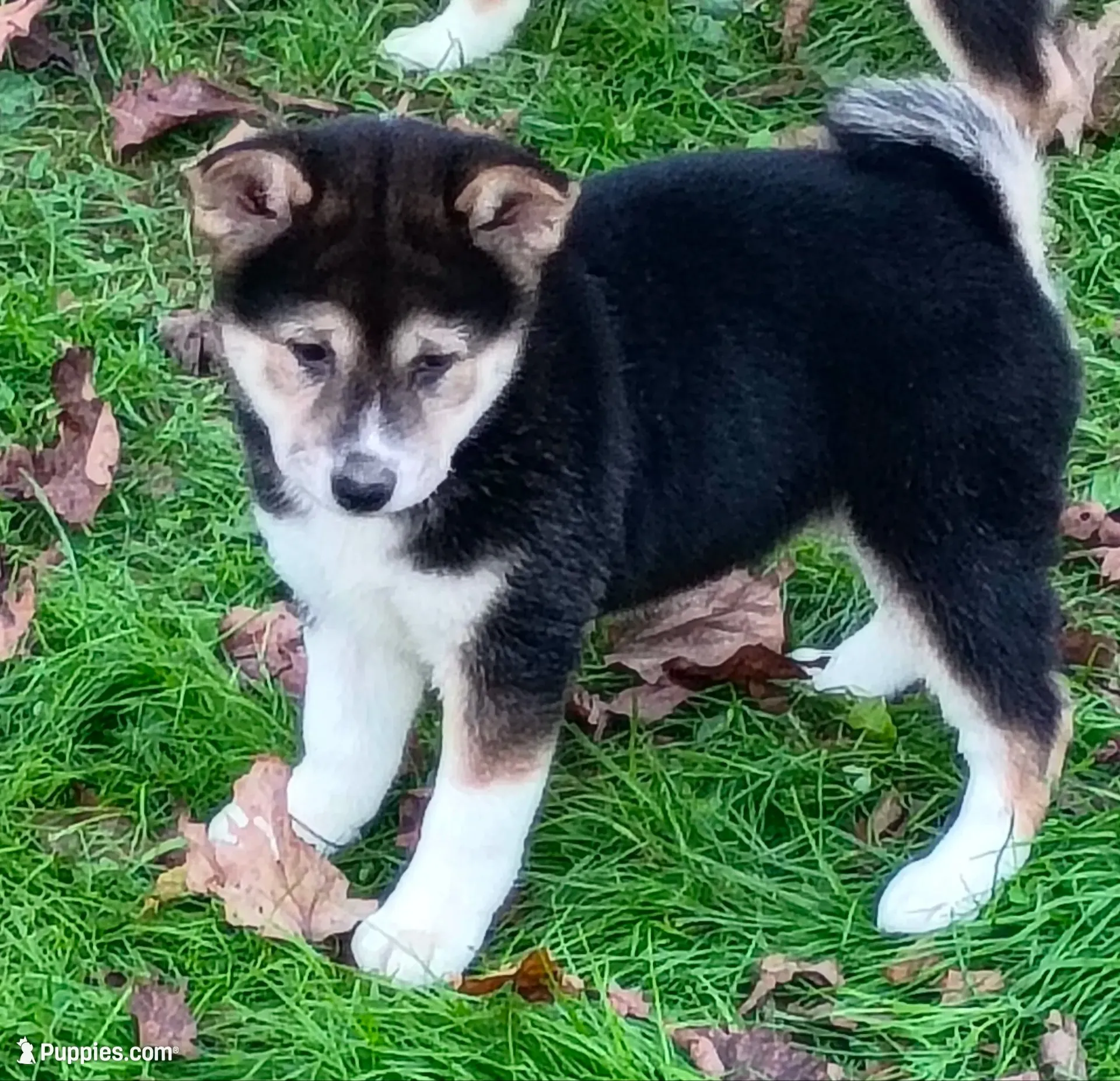 Black Sesame girl Ready now , a female Shiba Inu for sale in Spraggs, PA – 1 of 7