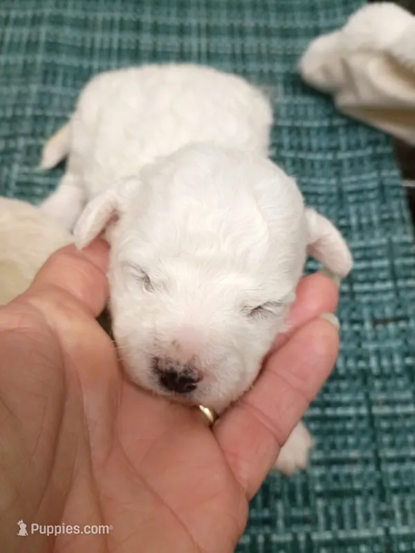 Bichon Girl – Bichon Frise puppy for sale in Spraggs, PA