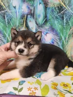Black sesame small. Sweet !, a female Shiba Inu for sale in Spraggs, PA – 2 of 6