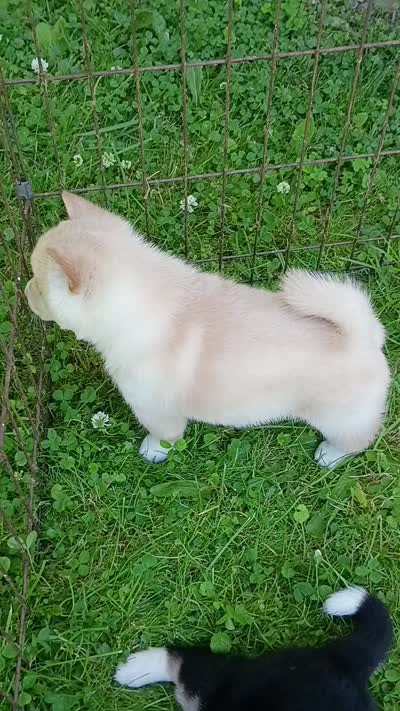 Butterscotch , a male Shiba Inu for sale in Spraggs, PA – 9 of 10