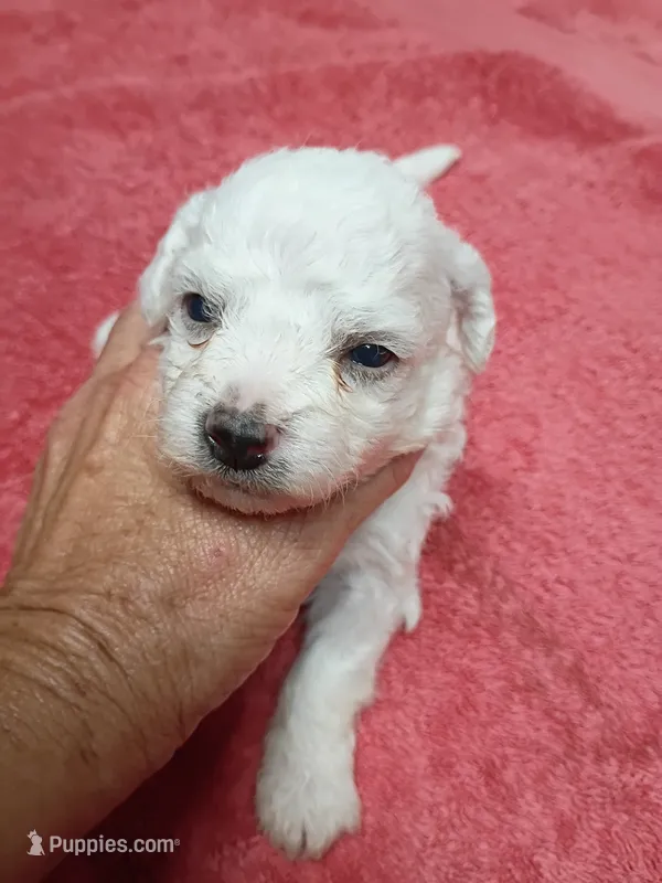 Little Bichon lady  – Bichon Frise puppy for sale in Spraggs, PA