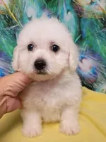Little Bichon boy, a male Bichon Frise for sale in Spraggs, PA – 5 of 9