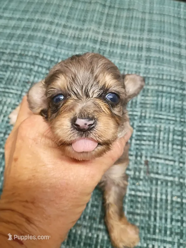  Aussie Doodle girl – Miniature Aussiedoodle puppy for sale in Spraggs, PA