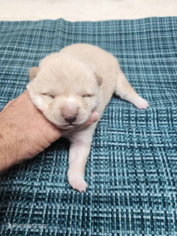 Butterscotch  – Shiba Inu puppy for sale in Spraggs, PA