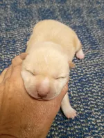 Butterscotch , a male Shiba Inu for sale in Spraggs, PA – Photo 3 of 5