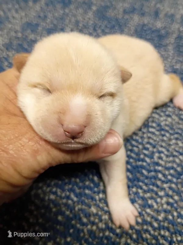 Butterscotch , a male Shiba Inu for sale in Spraggs, PA – Photo 1 of 5