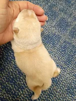 Butterscotch , a male Shiba Inu for sale in Spraggs, PA – Photo 2 of 5