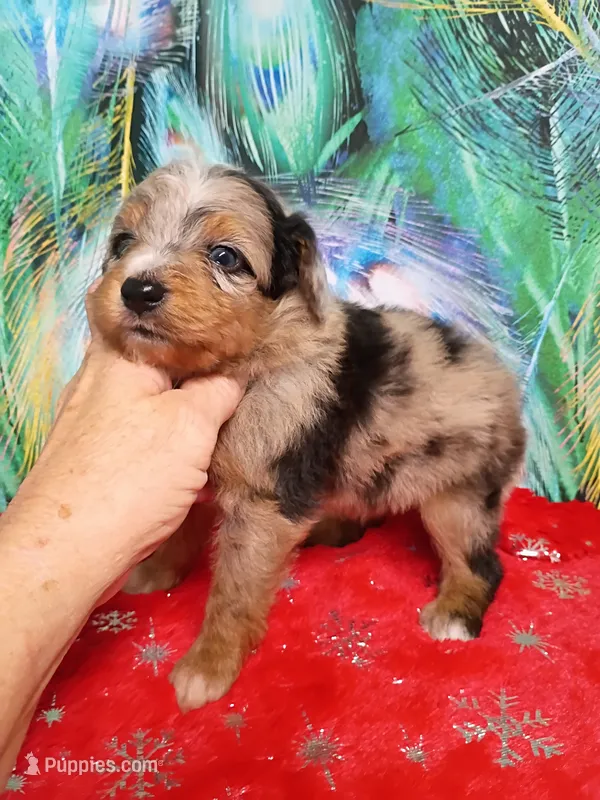 Toy boy – Miniature Aussiedoodle puppy for sale in Spraggs, PA