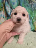 Poo-chon female , a female Bichpoo for sale in Spraggs, PA – 3 of 5