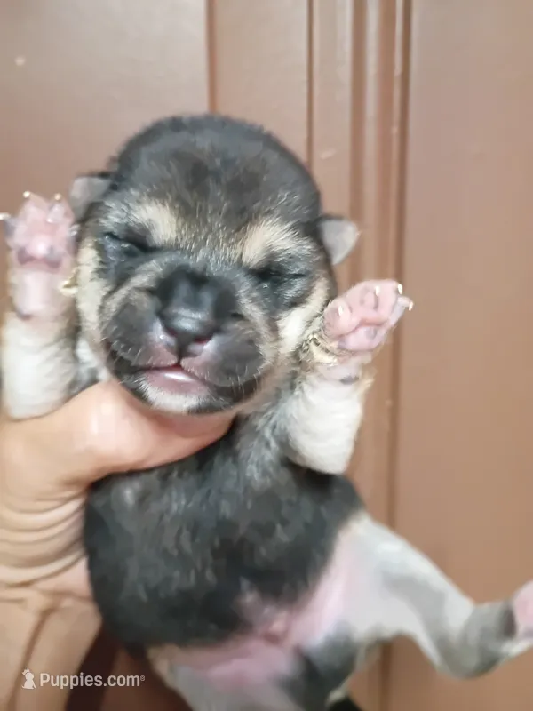 Just Born male – Shiba Inu puppy for sale in Spraggs, PA