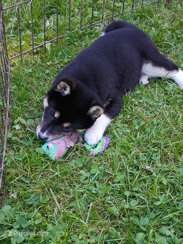 Toy Girl – Shiba Inu puppy for sale in Spraggs, PA