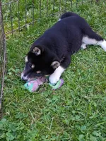 Toy Girl, a female Shiba Inu for sale in Spraggs, PA – 3 of 8