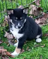 Ready Now boy, a male Shiba Inu for sale in Spraggs, PA – 2 of 6
