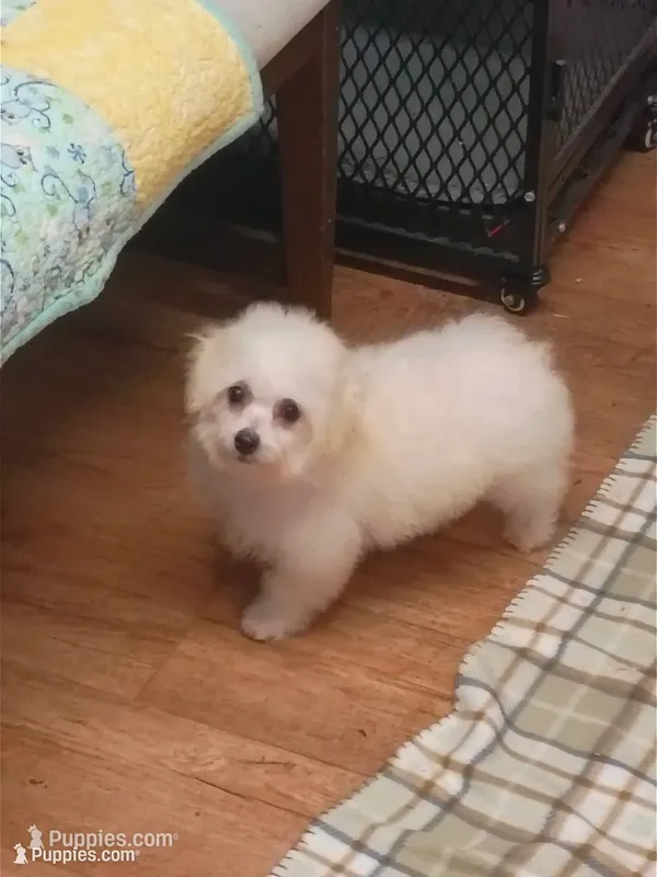 Toy size Bichon girl just 5 lbs on 10/24/26. – Bichon Frise puppy for sale in Spraggs, PA