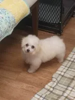 Toy size Bichon girl just 5 lbs on 10/24/26., a female Bichon Frise for sale in Spraggs, PA – 4 of 9