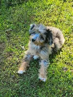 Small mini Blueboy Ready now !, a male Miniature Aussiedoodle for sale in Spraggs, PA – 6 of 9