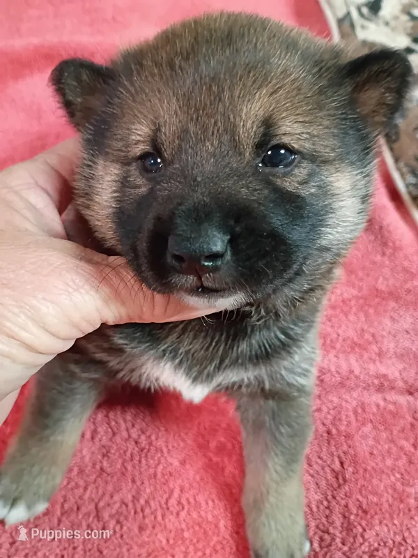 Puppy boy Coco  – Shiba Inu puppy for sale in Spraggs, PA