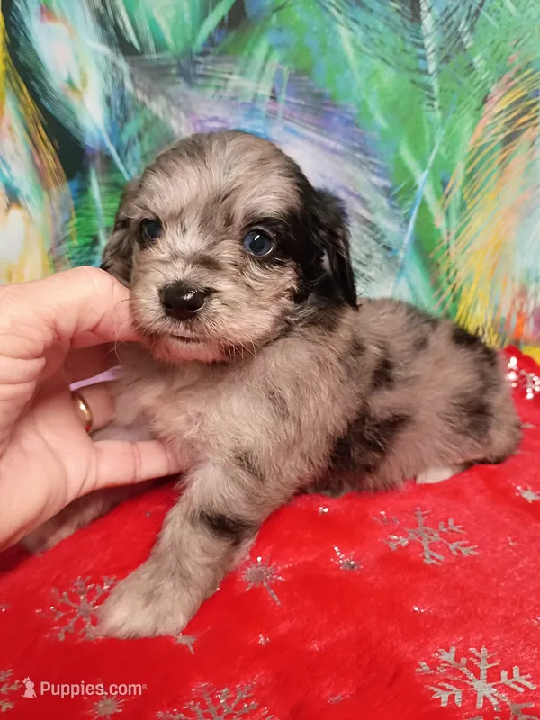Toy Blue – Miniature Aussiedoodle puppy for sale in Spraggs, PA