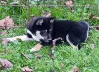 Ready Now girl, a female Shiba Inu for sale in Spraggs, PA – 5 of 7