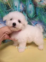 Toy Girl, a female Bichon Frise for sale in Spraggs, PA – 2 of 5