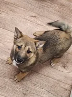 Pregnant due in 3 weeks !, a female Shiba Inu for sale in Spraggs, PA – 7 of 7