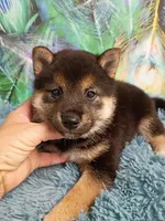 Black and tan , a male Shiba Inu for sale in Spraggs, PA – 5 of 5