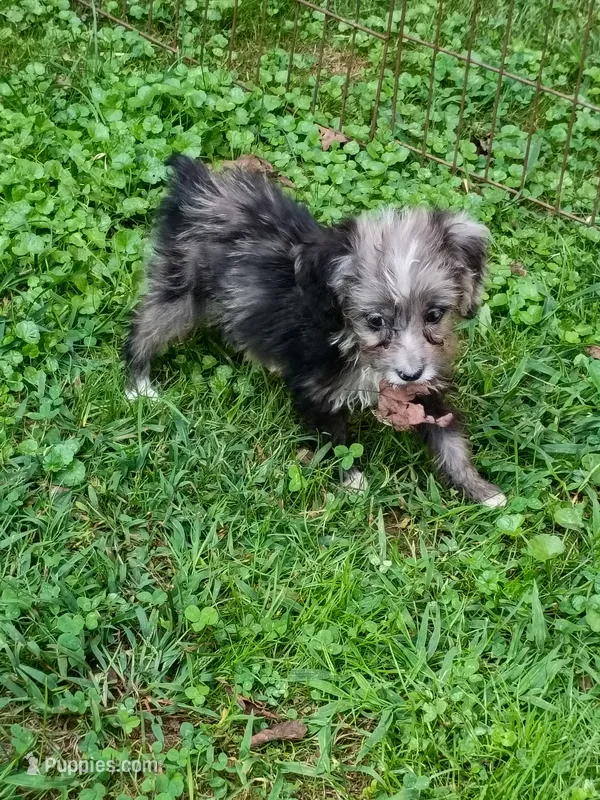 Toy Aussie Doodle girl Ready ! Quite small – Poodle - Toy , Toy Australian Shepherd puppy for sale in Spraggs, PA