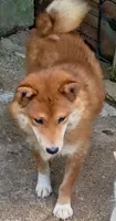 Akio 0, a male Shiba Inu for sale in Spraggs, PA – 6 of 8