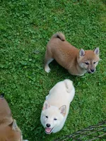 Red Meme, Ready now  !, a male Shiba Inu for sale in Spraggs, PA – 4 of 9