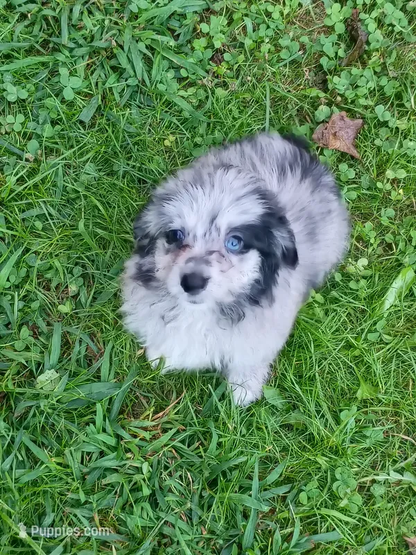 Small Aussie doodle Ready now ! – Miniature Aussiedoodle puppy for sale in Spraggs, PA