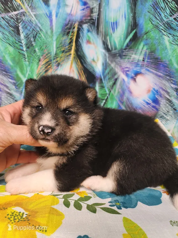 Toy/Meme Boy – Shiba Inu puppy for sale in Spraggs, PA
