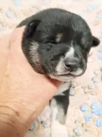 Three weeks old boy, a male Shiba Inu for sale in Spraggs, PA – 2 of 9