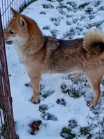 12 lb Toy/Meme Adult , a female Shiba Inu for sale in Spraggs, PA – Photo 5 of 5