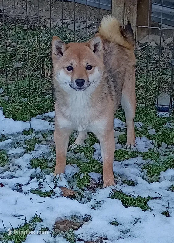 12 lb Toy/Meme Adult  – Shiba Inu puppy for sale in Spraggs, PA