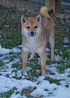 12 lb Toy/Meme Adult , a female Shiba Inu for sale in Spraggs, PA – Photo 1 of 5