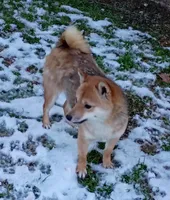 12 lb Toy/Meme Adult , a female Shiba Inu for sale in Spraggs, PA – Photo 4 of 5