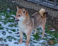 12 lb Toy/Meme Adult , a female Shiba Inu for sale in Spraggs, PA – Photo 3 of 5