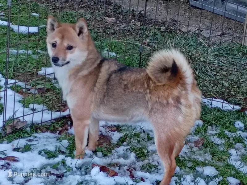 12 lb Toy/Meme Adult  – Shiba Inu puppy for sale in Spraggs, PA