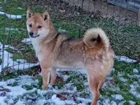 12 lb Toy/Meme Adult , a female Shiba Inu for sale in Spraggs, PA – Photo 2 of 5