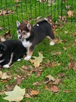 Black sesame Ready now, a female Shiba Inu for sale in Spraggs, PA – 3 of 7